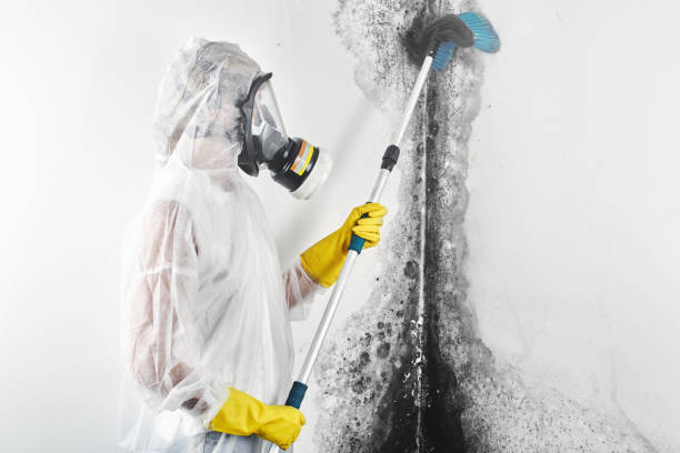 Reliable Wilsons Mills, NC Mold Removal Solutions